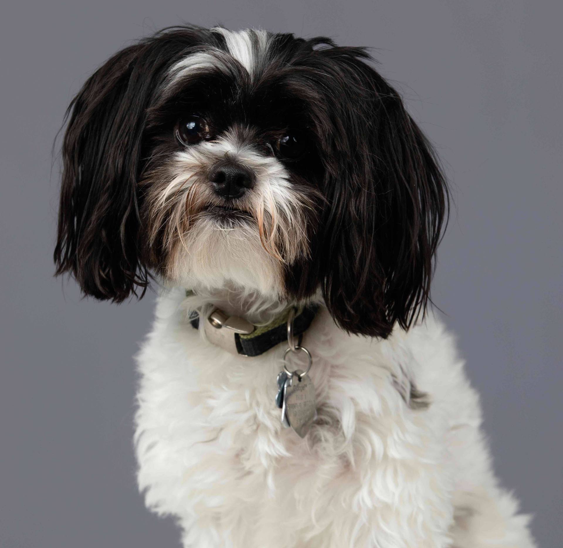 charming black and white dog with expressive eyes and fluffy fur.